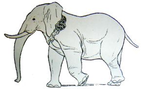 product/open/Elepfant-1-Edit-300_reduce.jpg